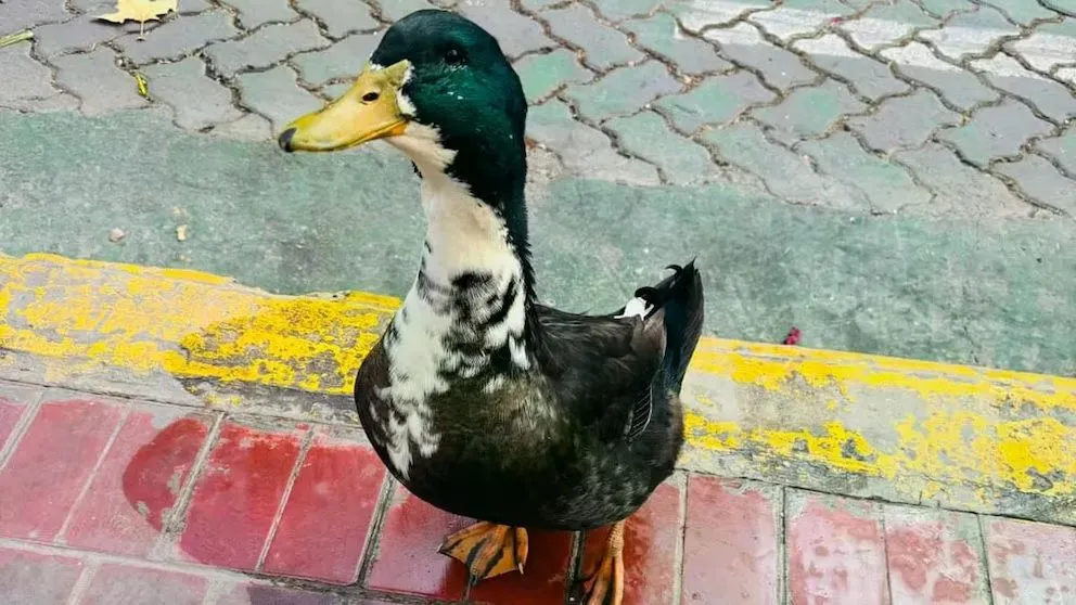 El pato Juan, que fue "denunciado" por los vecinos por supuestas conductas agresivas hacia otras mascotas
