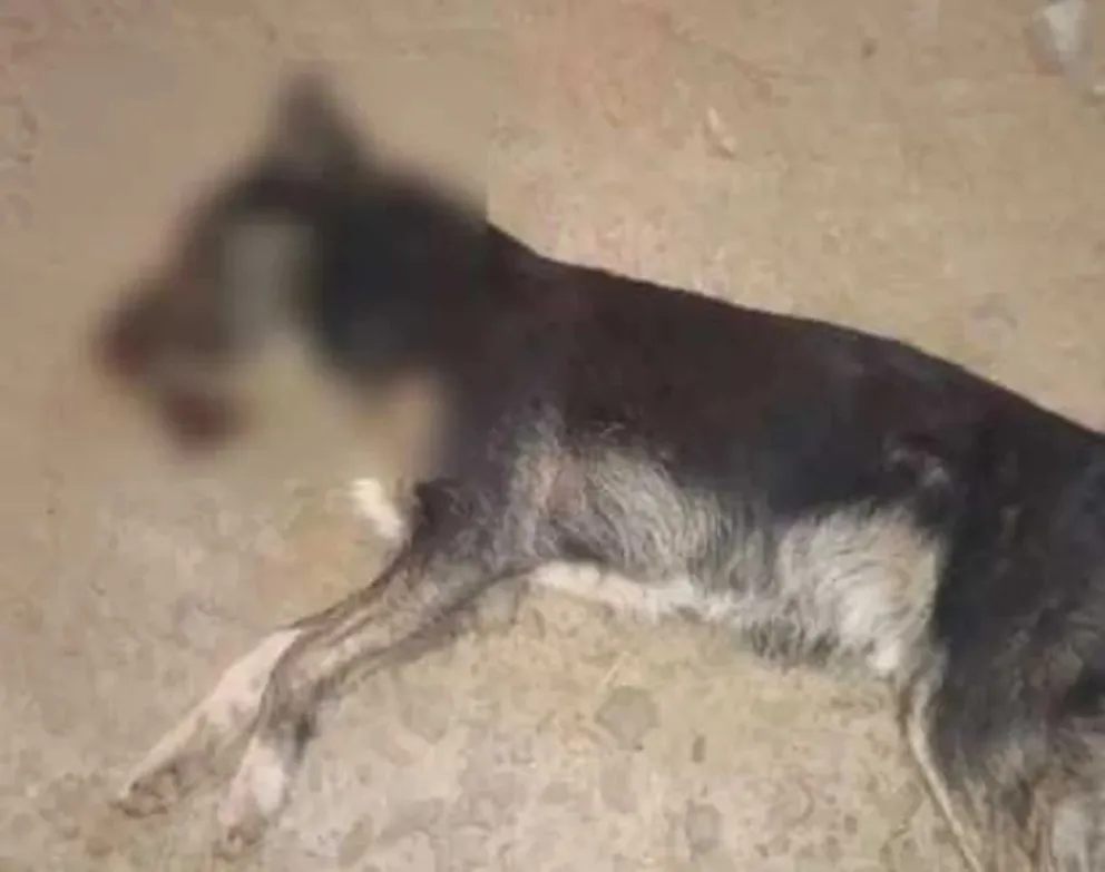 Un perro murió atropellado tras ser dejado en la calle por sus dueños. 