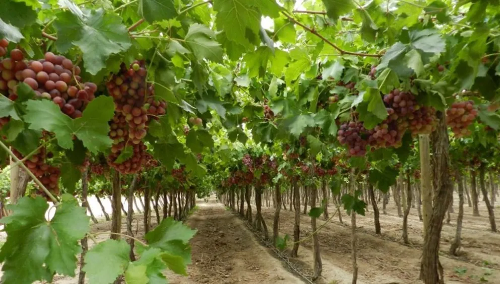 El repentino frente frío puso en alerta a los productores locales por posibles heladas tardías. 