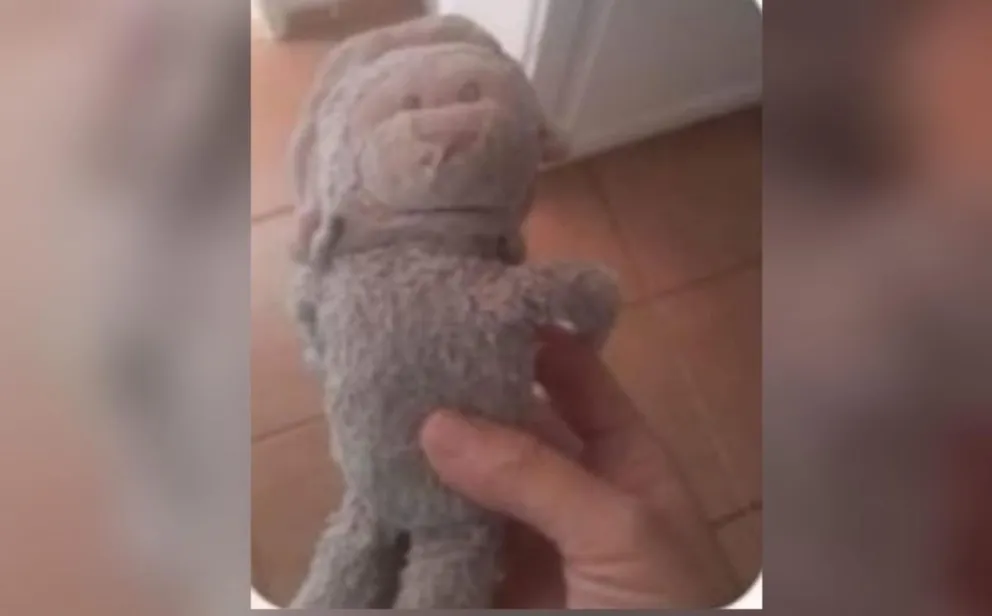 Este es el peluche que se perdió en el Patio Alvear.