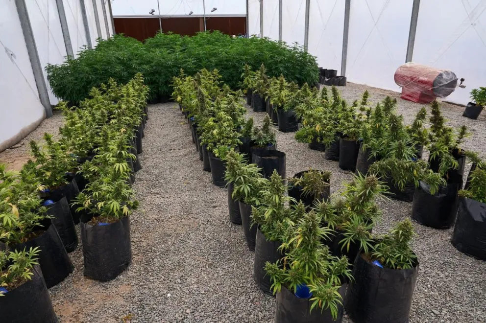 La producción privada de cannabis medicinal está frenada.