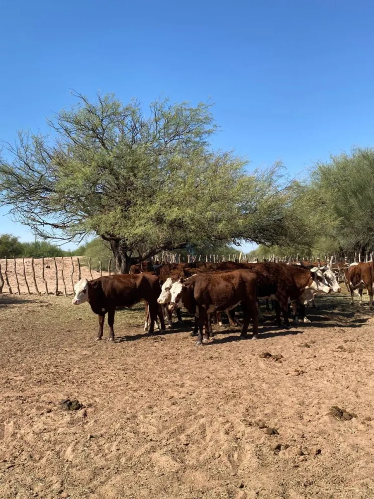 Detuvieron a un camión que llevaba animales con marcas irregulares a San Luis. 