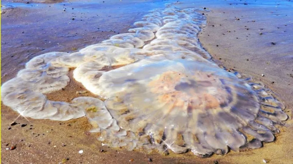 Las medusas invadieron una playa argentina y podría haber un pico en enero o febrero. 