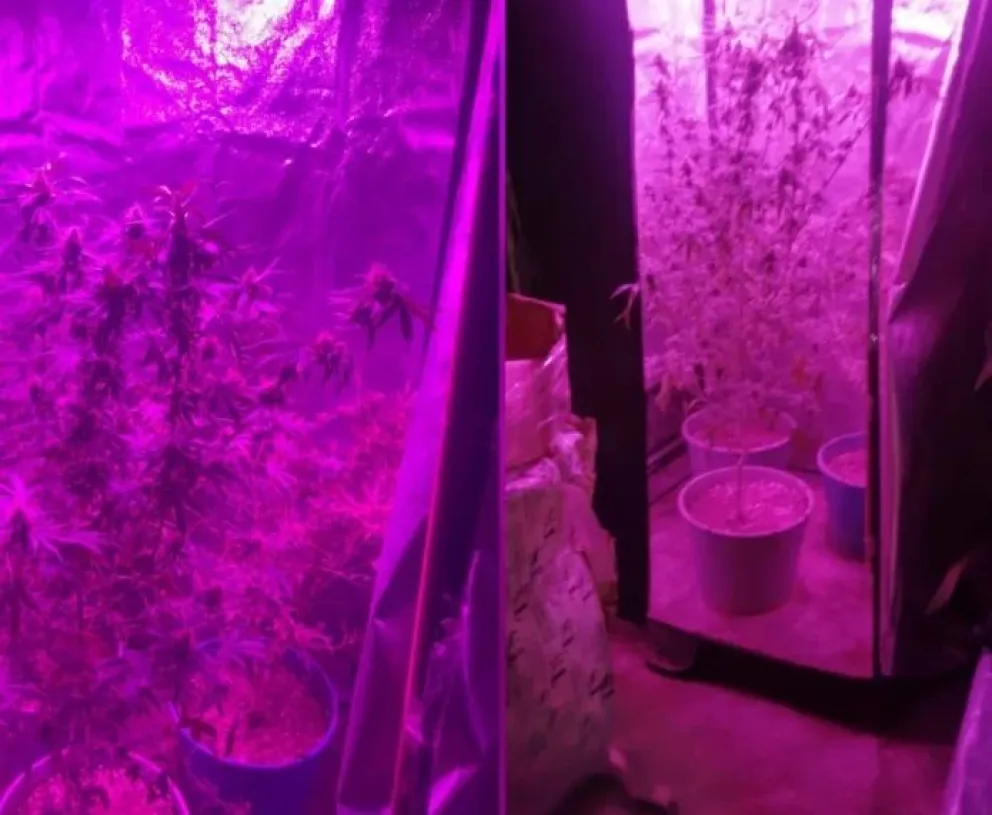 El invernadero de marihuana encontrado en Caucete.