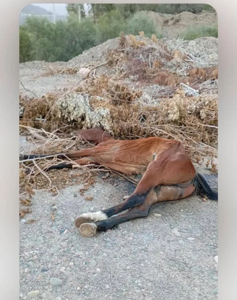 Aberrante. Uno de los caballos faenados en la provincia en lo que va del año.