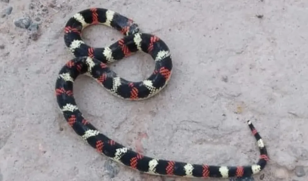La 'falsa coral' que apareció en Dos Acequías.