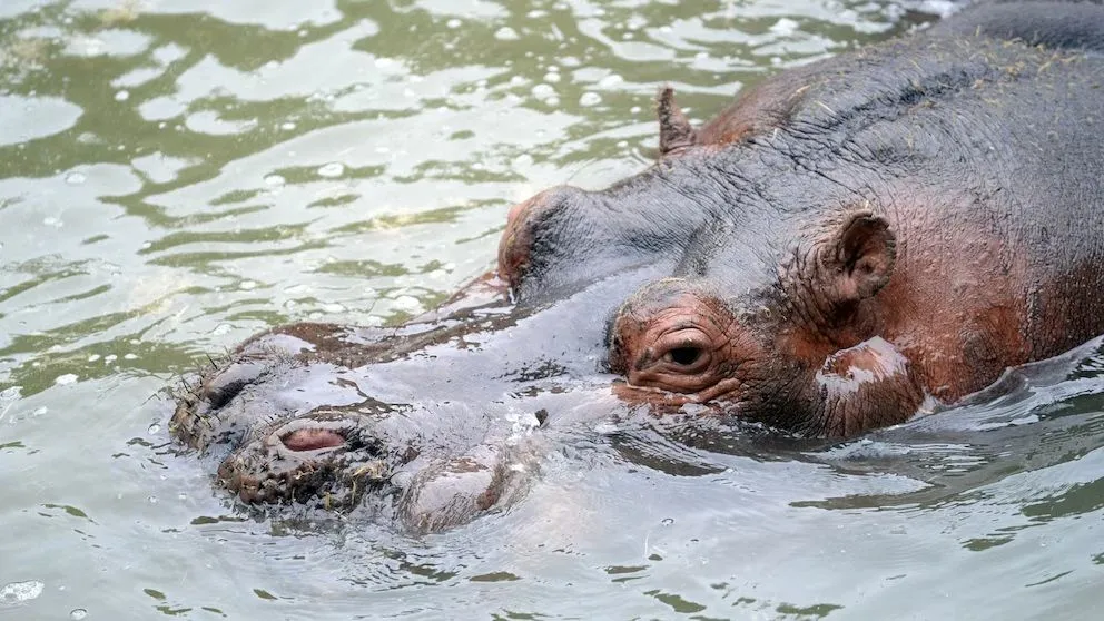 El hipopótamo se encontraba en el Bioparque desde sus ocho años.