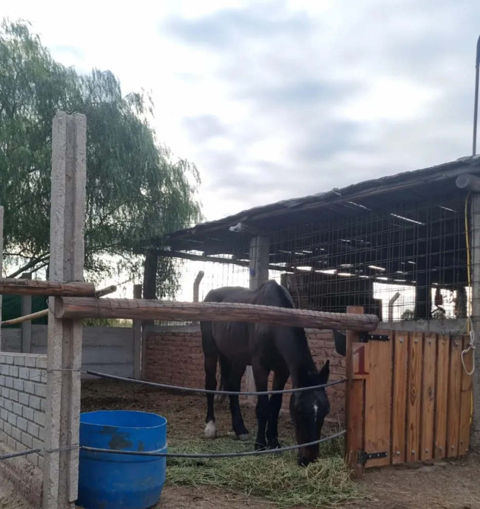 Uno de los caballo rescatado
