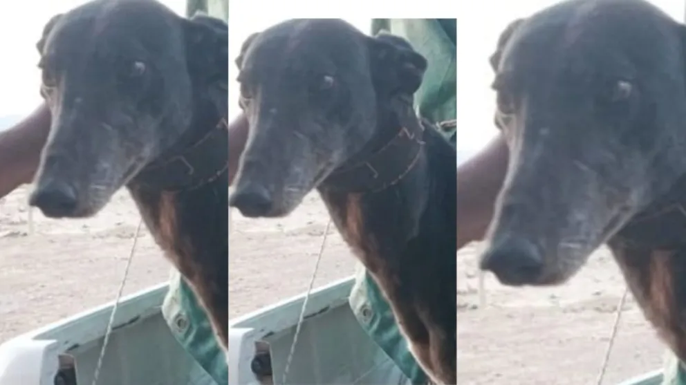 Uno de los galgos que tenian en la camioneta