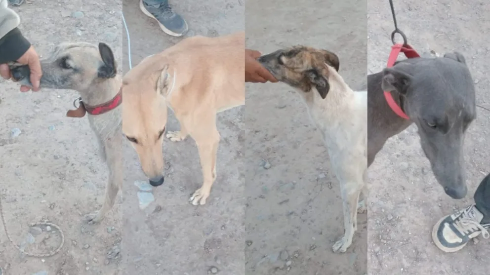 galgos que tenian en la camioneta