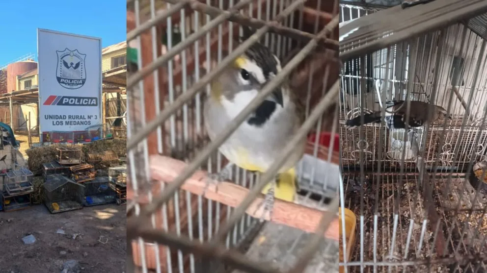 Aves y elementos encontrados en el procedimiento 