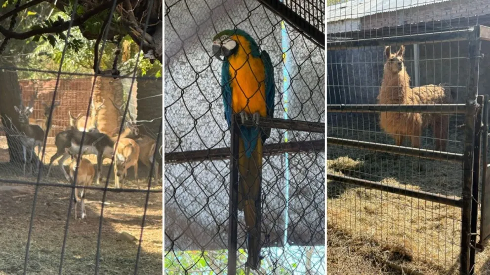 Antílopes de la India, un guacamayo y una llama.