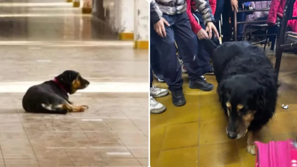 Domingo, el perro que fue reconocido por las autoridades de la escuela 'Ángel de Rojas'.