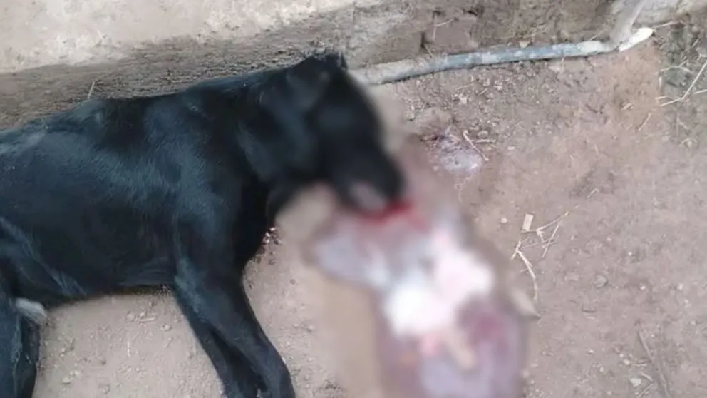 Animal encontrado en Caucete