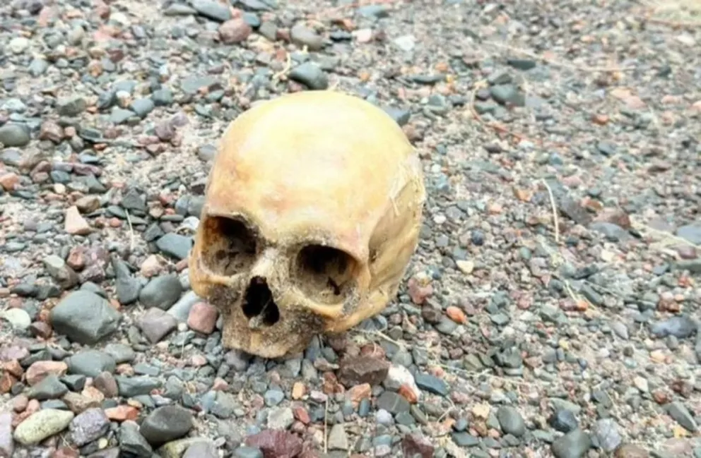 El cráneo encontrado en el Dique Punta Negra.