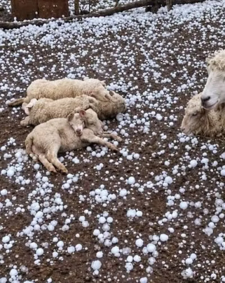 Dramática postal después de la granizada. 
